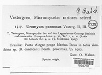 Uromyces pannosus image